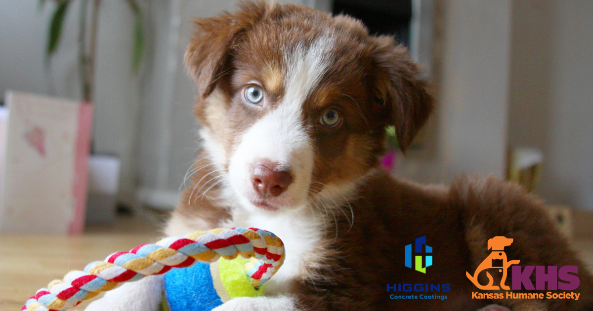higgins-coatings-for-a-cause-kansas-humane-society-garage-floor.jpg Garage floor coating with dog supporting Kansas Humane Society donation campaign by Higgins Coatings